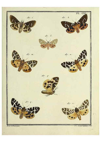 Reproducción/Reproduction 35730992951: Papillons d'Europe, peints d'après nature /. A Paris :Chez P.M. Delaguette, imprimeur-libraire ... ;1779-1792 [i.e. 1793]