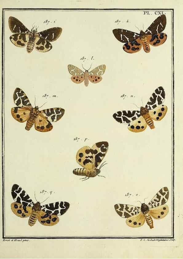 Reproducción/Reproduction 35730992951: Papillons d'Europe, peints d'après nature /. A Paris :Chez P.M. Delaguette, imprimeur-libraire ... ;1779-1792 [i.e. 1793]