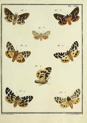 Reproducción/Reproduction 35730992951: Papillons d'Europe, peints d'après nature /. A Paris :Chez P.M. Delaguette, imprimeur-libraire ... ;1779-1792 [i.e. 1793]