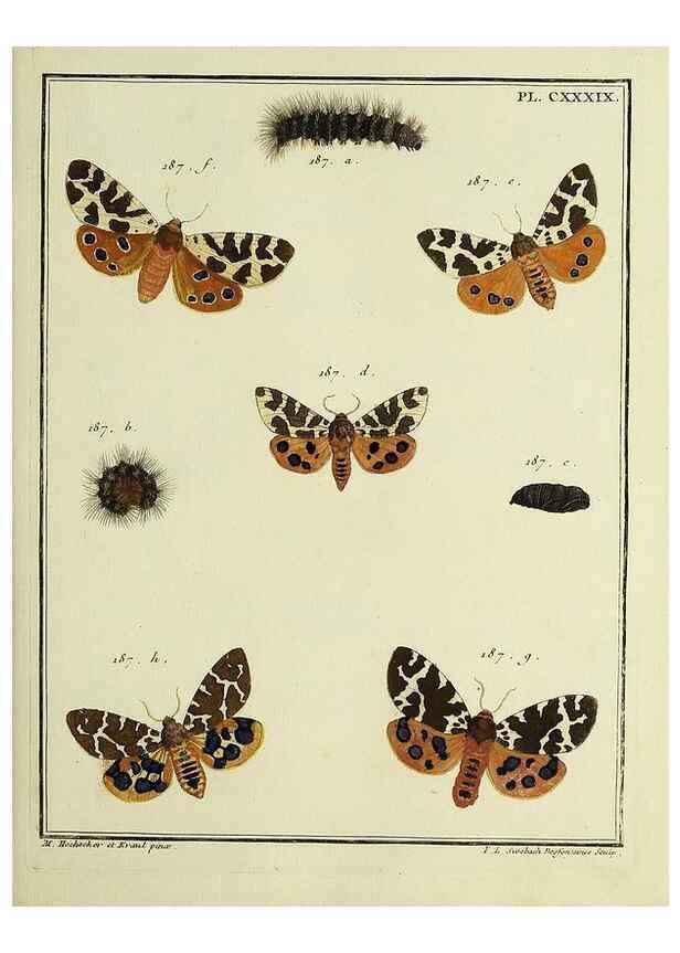 Reproducción/Reproduction 35730990861: Papillons d'Europe, peints d'après nature /. A Paris :Chez P.M. Delaguette, imprimeur-libraire ... ;1779-1792 [i.e. 1793]