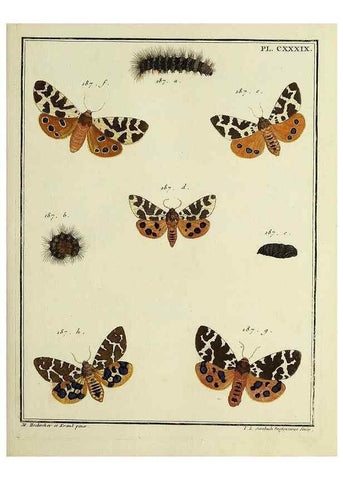 Reproducción/Reproduction 35730990861: Papillons d'Europe, peints d'après nature /. A Paris :Chez P.M. Delaguette, imprimeur-libraire ... ;1779-1792 [i.e. 1793]