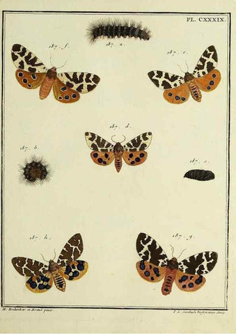 Reproducción/Reproduction 35730990861: Papillons d'Europe, peints d'après nature /. A Paris :Chez P.M. Delaguette, imprimeur-libraire ... ;1779-1792 [i.e. 1793]