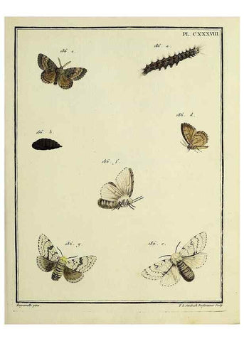 Reproducción/Reproduction 35730988551: Papillons d'Europe, peints d'après nature /. A Paris :Chez P.M. Delaguette, imprimeur-libraire ... ;1779-1792 [i.e. 1793]