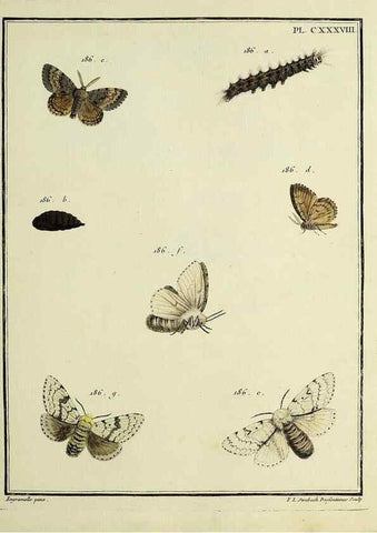 Reproducción/Reproduction 35730988551: Papillons d'Europe, peints d'après nature /. A Paris :Chez P.M. Delaguette, imprimeur-libraire ... ;1779-1792 [i.e. 1793]