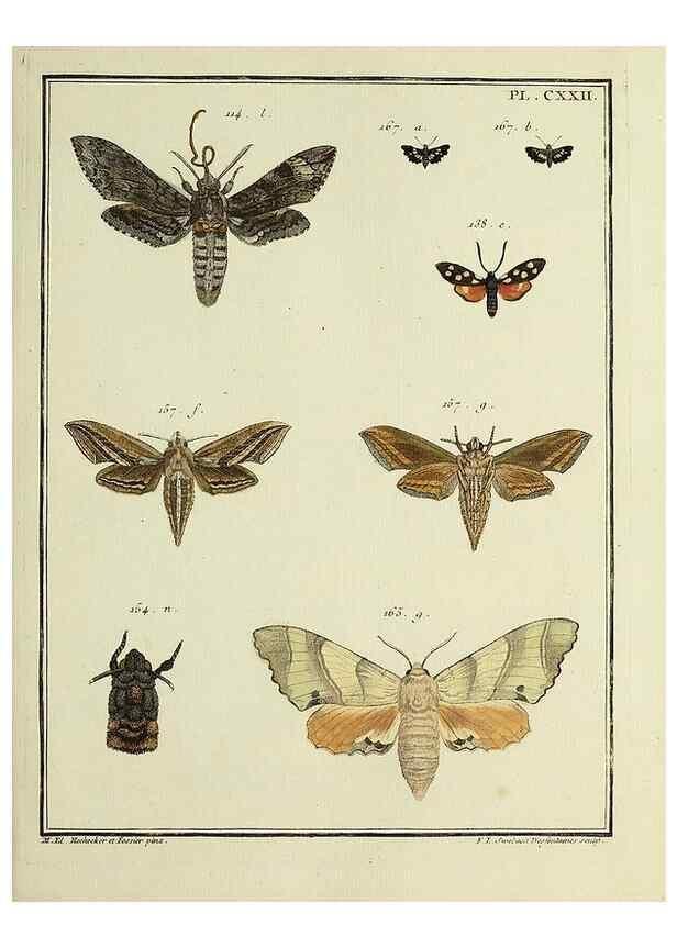 Reproducción/Reproduction 35730958481: Papillons d'Europe, peints d'après nature /. A Paris :Chez P.M. Delaguette, imprimeur-libraire ... ;1779-1792 [i.e. 1793]