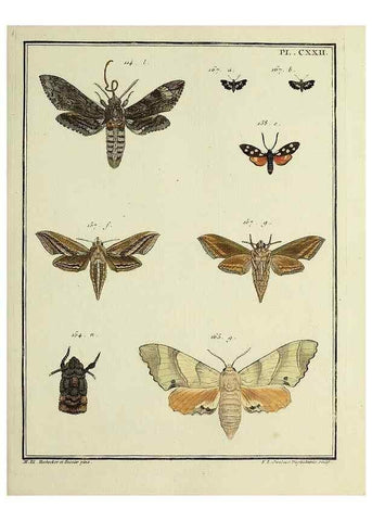 Reproducción/Reproduction 35730958481: Papillons d'Europe, peints d'après nature /. A Paris :Chez P.M. Delaguette, imprimeur-libraire ... ;1779-1792 [i.e. 1793]