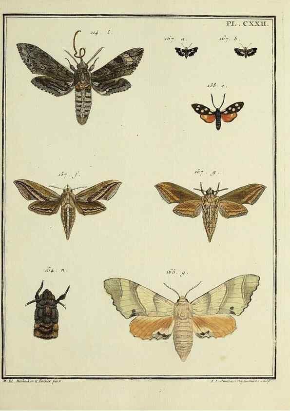 Reproducción/Reproduction 35730958481: Papillons d'Europe, peints d'après nature /. A Paris :Chez P.M. Delaguette, imprimeur-libraire ... ;1779-1792 [i.e. 1793]