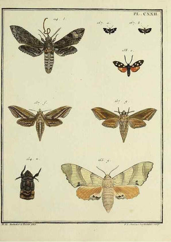 Reproducción/Reproduction 35730958481: Papillons d'Europe, peints d'après nature /. A Paris :Chez P.M. Delaguette, imprimeur-libraire ... ;1779-1792 [i.e. 1793]