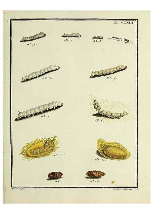 Reproducción/Reproduction 35730960961: Papillons d'Europe, peints d'après nature /. A Paris :Chez P.M. Delaguette, imprimeur-libraire ... ;1779-1792 [i.e. 1793]
