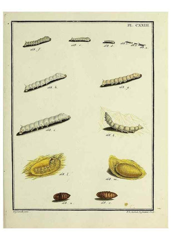 Reproducción/Reproduction 35730960961: Papillons d'Europe, peints d'après nature /. A Paris :Chez P.M. Delaguette, imprimeur-libraire ... ;1779-1792 [i.e. 1793]