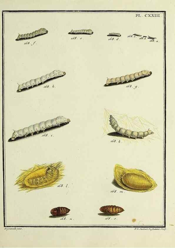 Reproducción/Reproduction 35730960961: Papillons d'Europe, peints d'après nature /. A Paris :Chez P.M. Delaguette, imprimeur-libraire ... ;1779-1792 [i.e. 1793]