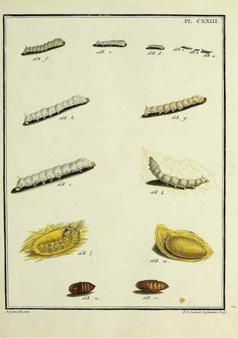 Reproducción/Reproduction 35730960961: Papillons d'Europe, peints d'après nature /. A Paris :Chez P.M. Delaguette, imprimeur-libraire ... ;1779-1792 [i.e. 1793]