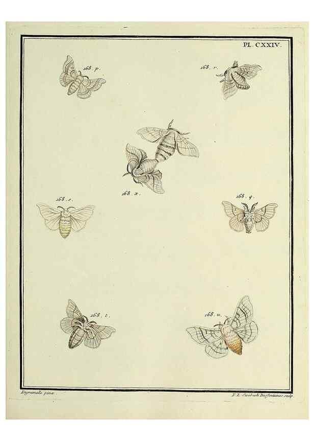 Reproducción/Reproduction 35730963391: Papillons d'Europe, peints d'après nature /. A Paris :Chez P.M. Delaguette, imprimeur-libraire ... ;1779-1792 [i.e. 1793]