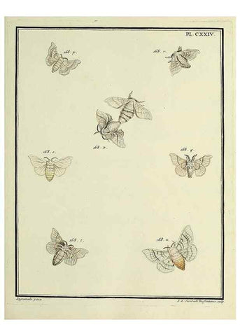 Reproducción/Reproduction 35730963391: Papillons d'Europe, peints d'après nature /. A Paris :Chez P.M. Delaguette, imprimeur-libraire ... ;1779-1792 [i.e. 1793]
