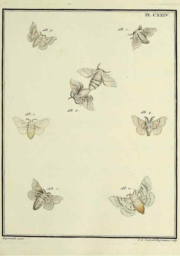 Reproducción/Reproduction 35730963391: Papillons d'Europe, peints d'après nature /. A Paris :Chez P.M. Delaguette, imprimeur-libraire ... ;1779-1792 [i.e. 1793]
