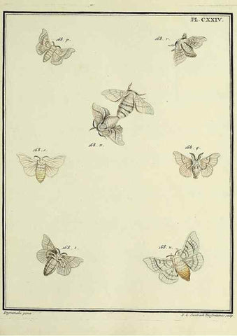 Reproducción/Reproduction 35730963391: Papillons d'Europe, peints d'après nature /. A Paris :Chez P.M. Delaguette, imprimeur-libraire ... ;1779-1792 [i.e. 1793]