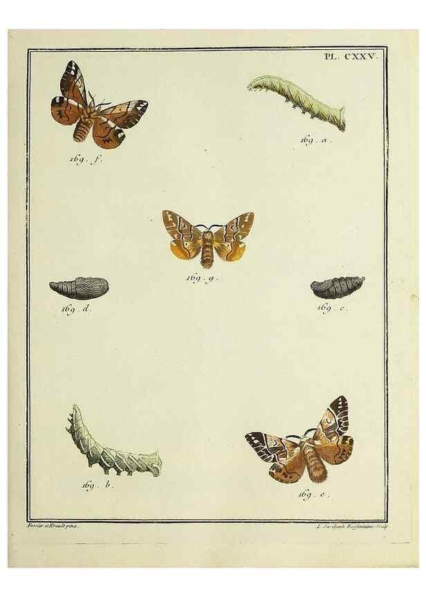 Reproducción/Reproduction 35022902284: Papillons d'Europe, peints d'après nature /. A Paris :Chez P.M. Delaguette, imprimeur-libraire ... ;1779-1792 [i.e. 1793]