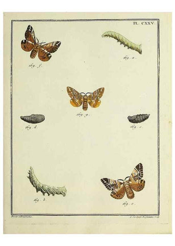 Reproducción/Reproduction 35022902284: Papillons d'Europe, peints d'après nature /. A Paris :Chez P.M. Delaguette, imprimeur-libraire ... ;1779-1792 [i.e. 1793]