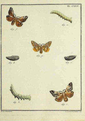 Reproducción/Reproduction 35022902284: Papillons d'Europe, peints d'après nature /. A Paris :Chez P.M. Delaguette, imprimeur-libraire ... ;1779-1792 [i.e. 1793]
