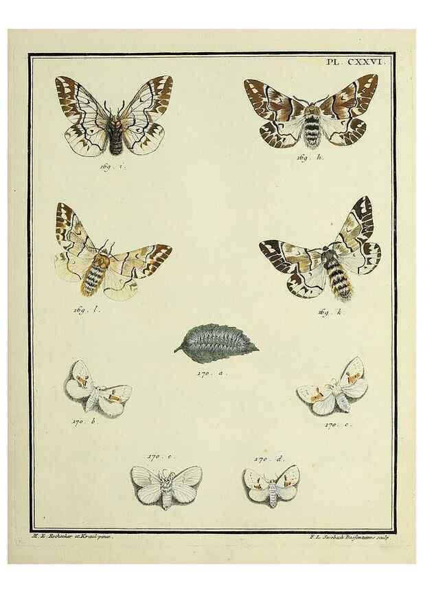 Reproducción/Reproduction 35022903694: Papillons d'Europe, peints d'après nature /. A Paris :Chez P.M. Delaguette, imprimeur-libraire ... ;1779-1792 [i.e. 1793]