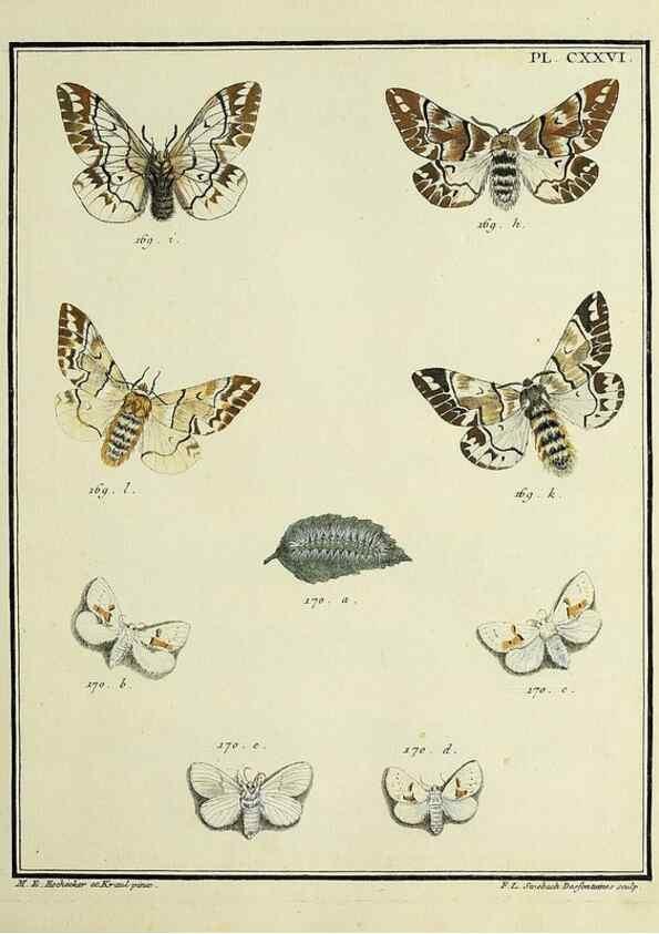 Reproducción/Reproduction 35022903694: Papillons d'Europe, peints d'après nature /. A Paris :Chez P.M. Delaguette, imprimeur-libraire ... ;1779-1792 [i.e. 1793]