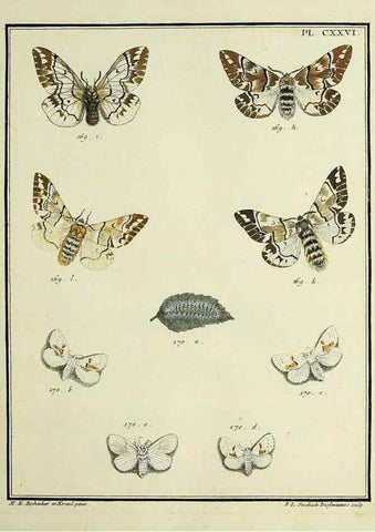 Reproducción/Reproduction 35022903694: Papillons d'Europe, peints d'après nature /. A Paris :Chez P.M. Delaguette, imprimeur-libraire ... ;1779-1792 [i.e. 1793]