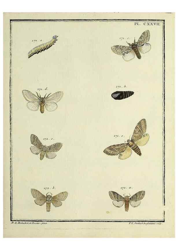 Reproducción/Reproduction 35022904854: Papillons d'Europe, peints d'après nature /. A Paris :Chez P.M. Delaguette, imprimeur-libraire ... ;1779-1792 [i.e. 1793]