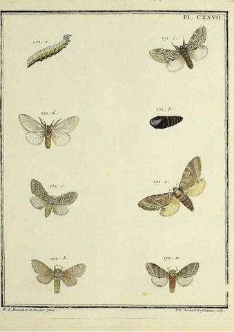 Reproducción/Reproduction 35022904854: Papillons d'Europe, peints d'après nature /. A Paris :Chez P.M. Delaguette, imprimeur-libraire ... ;1779-1792 [i.e. 1793]