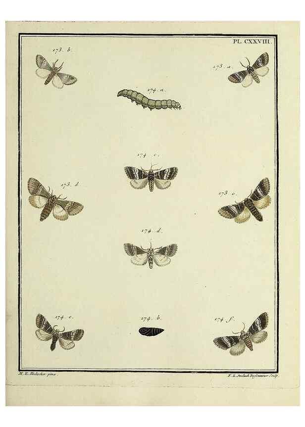 Reproducción/Reproduction 35022906204: Papillons d'Europe, peints d'après nature /. A Paris :Chez P.M. Delaguette, imprimeur-libraire ... ;1779-1792 [i.e. 1793]