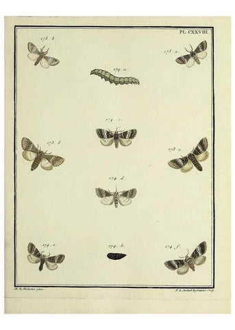 Reproducción/Reproduction 35022906204: Papillons d'Europe, peints d'après nature /. A Paris :Chez P.M. Delaguette, imprimeur-libraire ... ;1779-1792 [i.e. 1793]