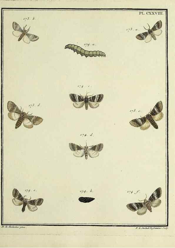 Reproducción/Reproduction 35022906204: Papillons d'Europe, peints d'après nature /. A Paris :Chez P.M. Delaguette, imprimeur-libraire ... ;1779-1792 [i.e. 1793]