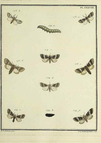 Reproducción/Reproduction 35022906204: Papillons d'Europe, peints d'après nature /. A Paris :Chez P.M. Delaguette, imprimeur-libraire ... ;1779-1792 [i.e. 1793]