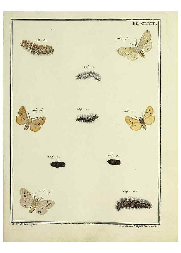 Reproducción/Reproduction 35022963584: Papillons d'Europe, peints d'après nature /. A Paris :Chez P.M. Delaguette, imprimeur-libraire ... ;1779-1792 [i.e. 1793]