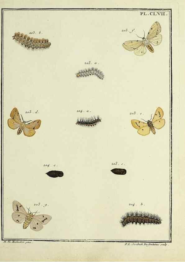 Reproducción/Reproduction 35022963584: Papillons d'Europe, peints d'après nature /. A Paris :Chez P.M. Delaguette, imprimeur-libraire ... ;1779-1792 [i.e. 1793]