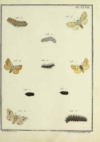 Reproducción/Reproduction 35022963584: Papillons d'Europe, peints d'après nature /. A Paris :Chez P.M. Delaguette, imprimeur-libraire ... ;1779-1792 [i.e. 1793]