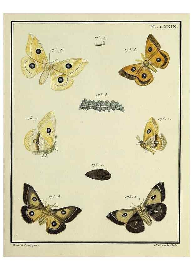 Reproducción/Reproduction 35022907974: Papillons d'Europe, peints d'après nature /. A Paris :Chez P.M. Delaguette, imprimeur-libraire ... ;1779-1792 [i.e. 1793]