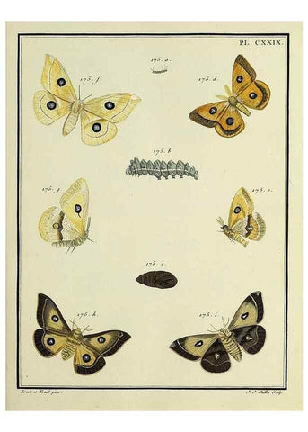 Reproducción/Reproduction 35022907974: Papillons d'Europe, peints d'après nature /. A Paris :Chez P.M. Delaguette, imprimeur-libraire ... ;1779-1792 [i.e. 1793]