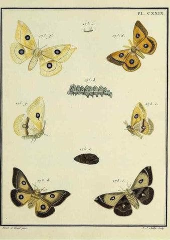 Reproducción/Reproduction 35022907974: Papillons d'Europe, peints d'après nature /. A Paris :Chez P.M. Delaguette, imprimeur-libraire ... ;1779-1792 [i.e. 1793]