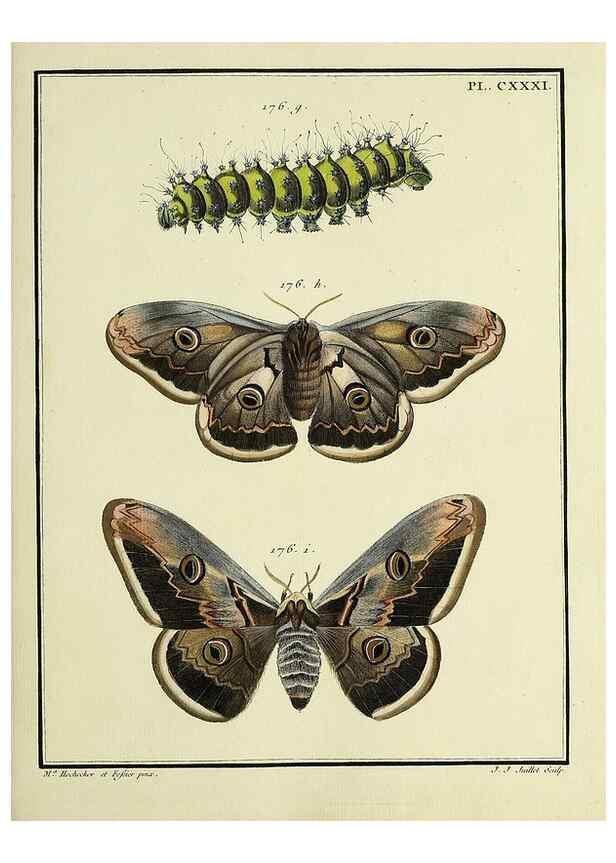 Reproducción/Reproduction 35474982570: Papillons d'Europe, peints d'après nature /. A Paris :Chez P.M. Delaguette, imprimeur-libraire ... ;1779-1792 [i.e. 1793]