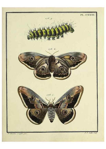Reproducción/Reproduction 35474982570: Papillons d'Europe, peints d'après nature /. A Paris :Chez P.M. Delaguette, imprimeur-libraire ... ;1779-1792 [i.e. 1793]
