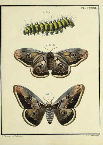 Reproducción/Reproduction 35474982570: Papillons d'Europe, peints d'après nature /. A Paris :Chez P.M. Delaguette, imprimeur-libraire ... ;1779-1792 [i.e. 1793]