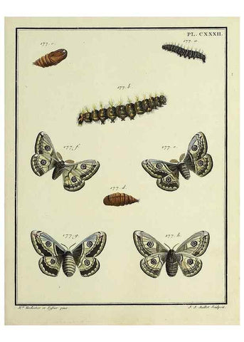 Reproducción/Reproduction 35474985010: Papillons d'Europe, peints d'après nature /. A Paris :Chez P.M. Delaguette, imprimeur-libraire ... ;1779-1792 [i.e. 1793]