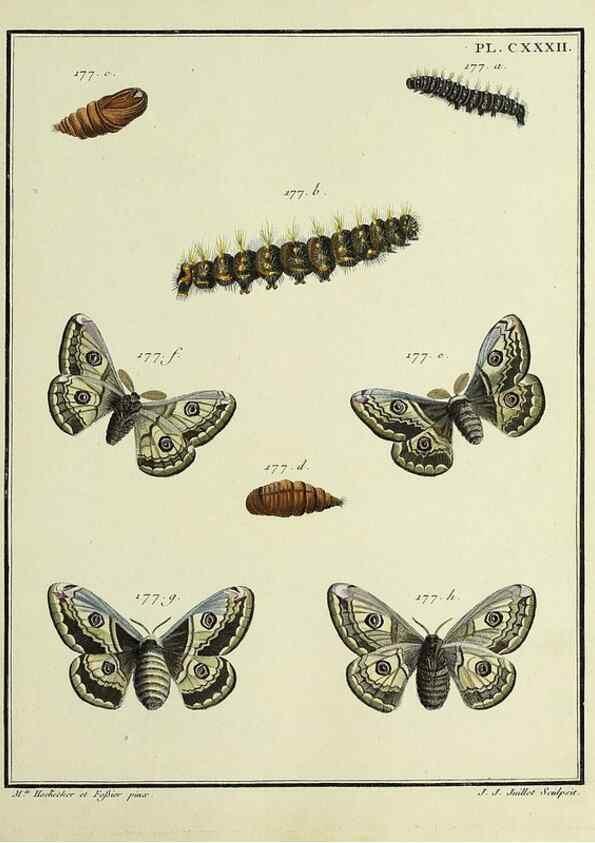 Reproducción/Reproduction 35474985010: Papillons d'Europe, peints d'après nature /. A Paris :Chez P.M. Delaguette, imprimeur-libraire ... ;1779-1792 [i.e. 1793]