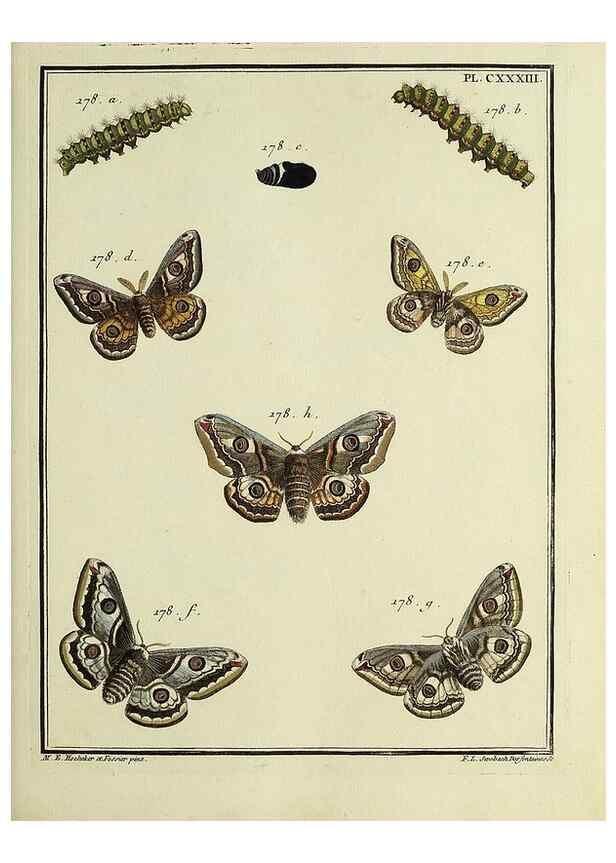 Reproducción/Reproduction 35474987500: Papillons d'Europe, peints d'après nature /. A Paris :Chez P.M. Delaguette, imprimeur-libraire ... ;1779-1792 [i.e. 1793]