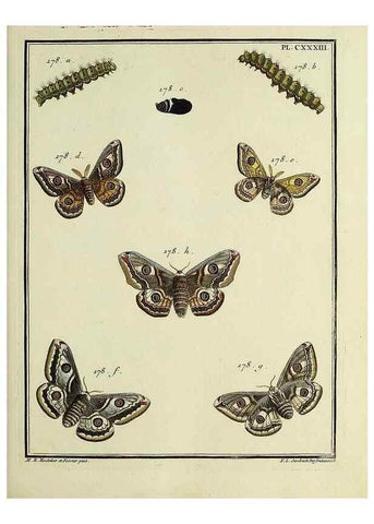 Reproducción/Reproduction 35474987500: Papillons d'Europe, peints d'après nature /. A Paris :Chez P.M. Delaguette, imprimeur-libraire ... ;1779-1792 [i.e. 1793]