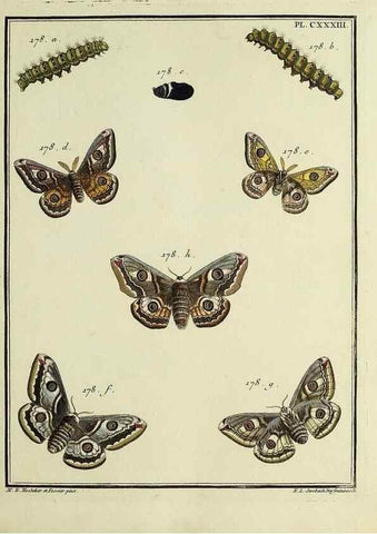 Reproducción/Reproduction 35474987500: Papillons d'Europe, peints d'après nature /. A Paris :Chez P.M. Delaguette, imprimeur-libraire ... ;1779-1792 [i.e. 1793]