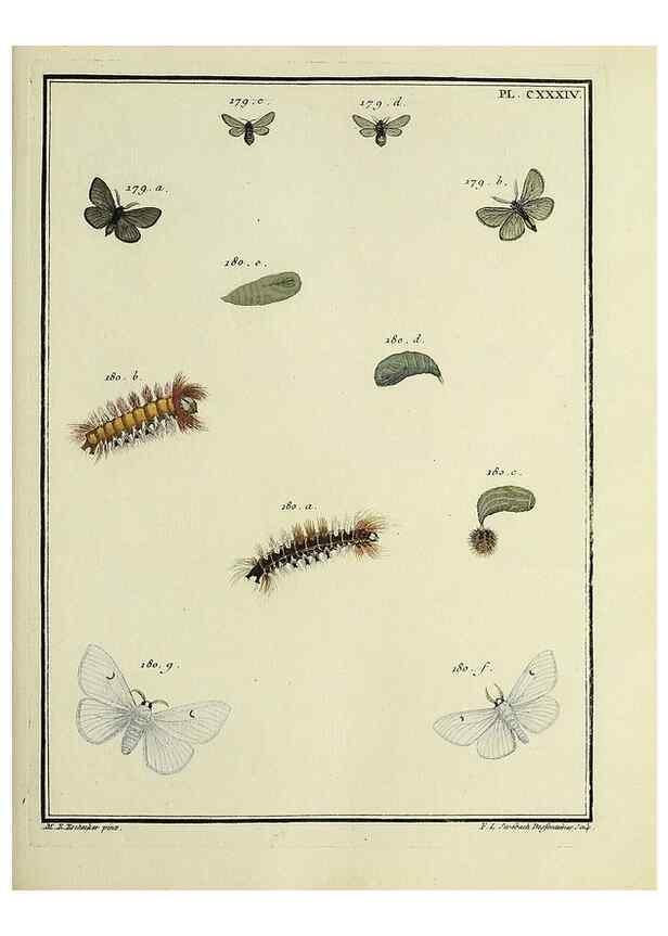 Reproducción/Reproduction 35862738725: Papillons d'Europe, peints d'après nature /. A Paris :Chez P.M. Delaguette, imprimeur-libraire ... ;1779-1792 [i.e. 1793]