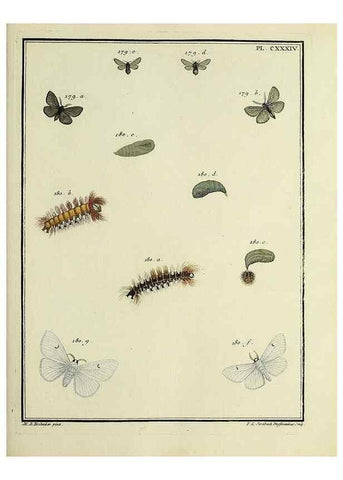 Reproducción/Reproduction 35862738725: Papillons d'Europe, peints d'après nature /. A Paris :Chez P.M. Delaguette, imprimeur-libraire ... ;1779-1792 [i.e. 1793]