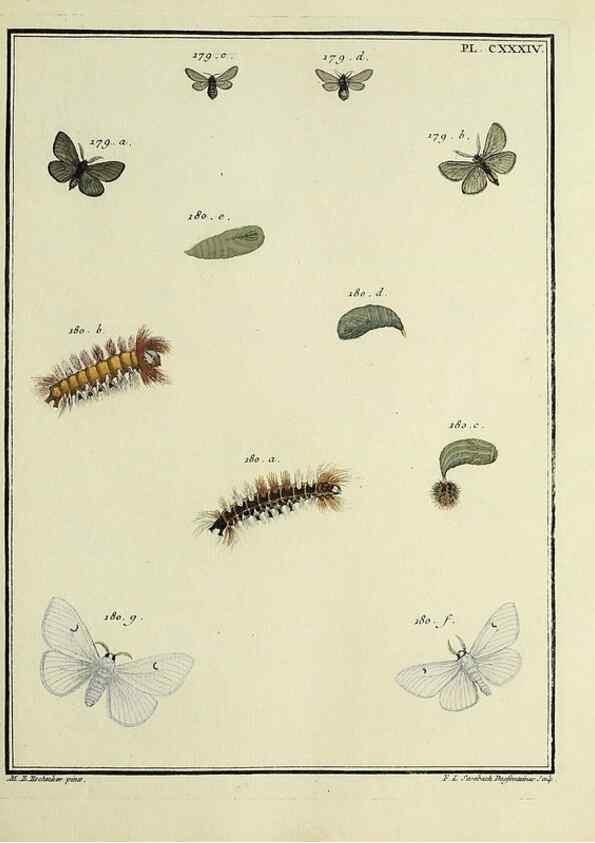 Reproducción/Reproduction 35862738725: Papillons d'Europe, peints d'après nature /. A Paris :Chez P.M. Delaguette, imprimeur-libraire ... ;1779-1792 [i.e. 1793]