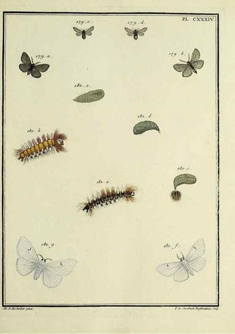 Reproducción/Reproduction 35862738725: Papillons d'Europe, peints d'après nature /. A Paris :Chez P.M. Delaguette, imprimeur-libraire ... ;1779-1792 [i.e. 1793]